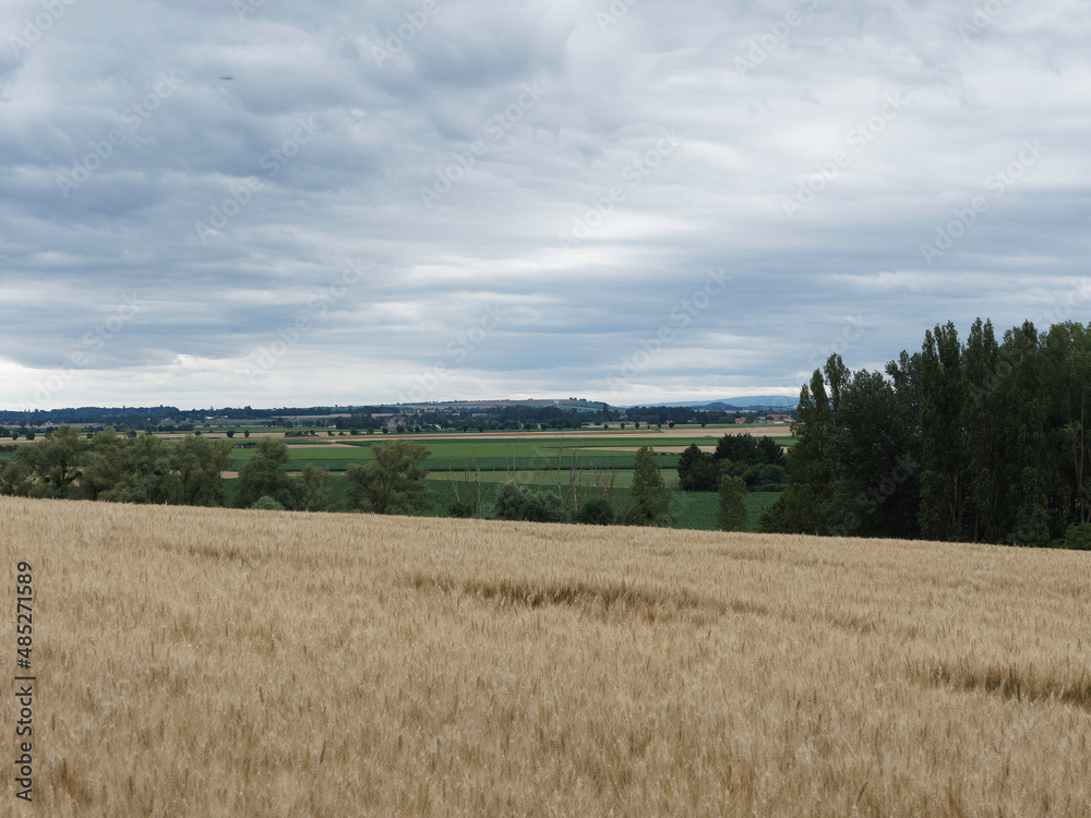 Paysage de limagne avec ses champs de blé entre Vichy, Gannat et Aigueperse en Pays d'Auvergne