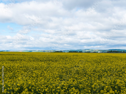 Paysage de  limagne avec ses champs de colza entre Vichy  Gannat et Aigueperse en Pays d Auvergne