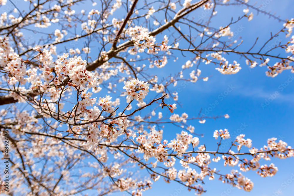 春の奈良県・吉野山で見た、満開の桜の花と快晴の青空