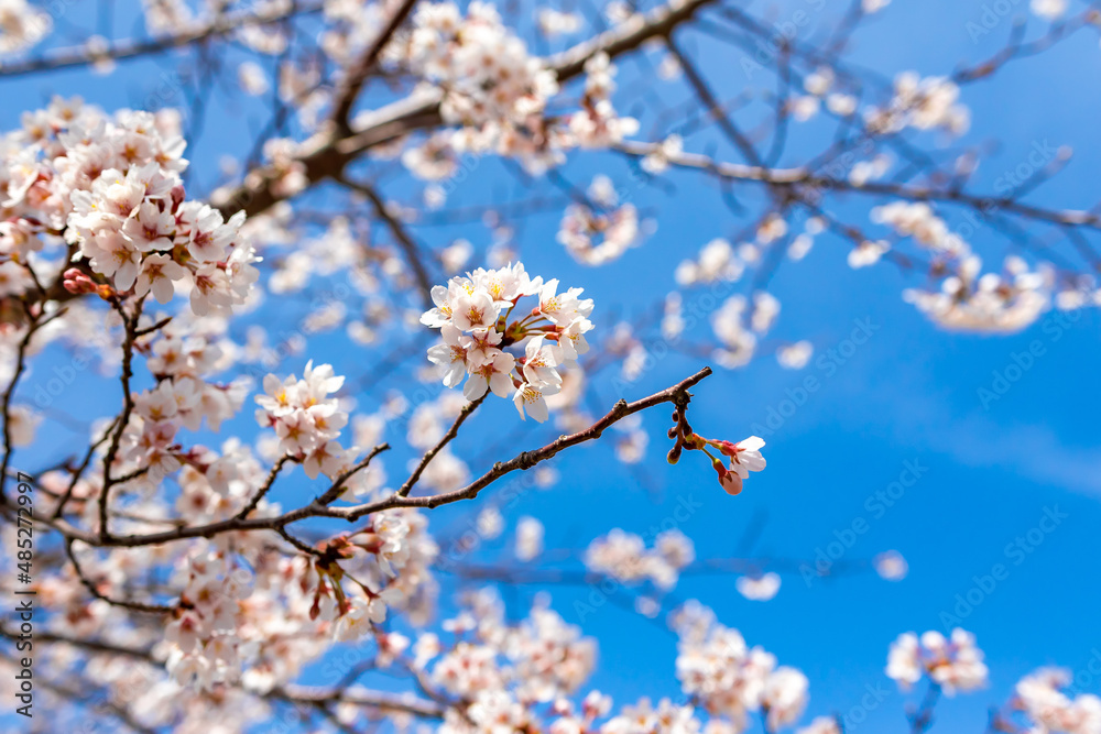 春の奈良県・吉野山で見た、満開の桜の花と快晴の青空