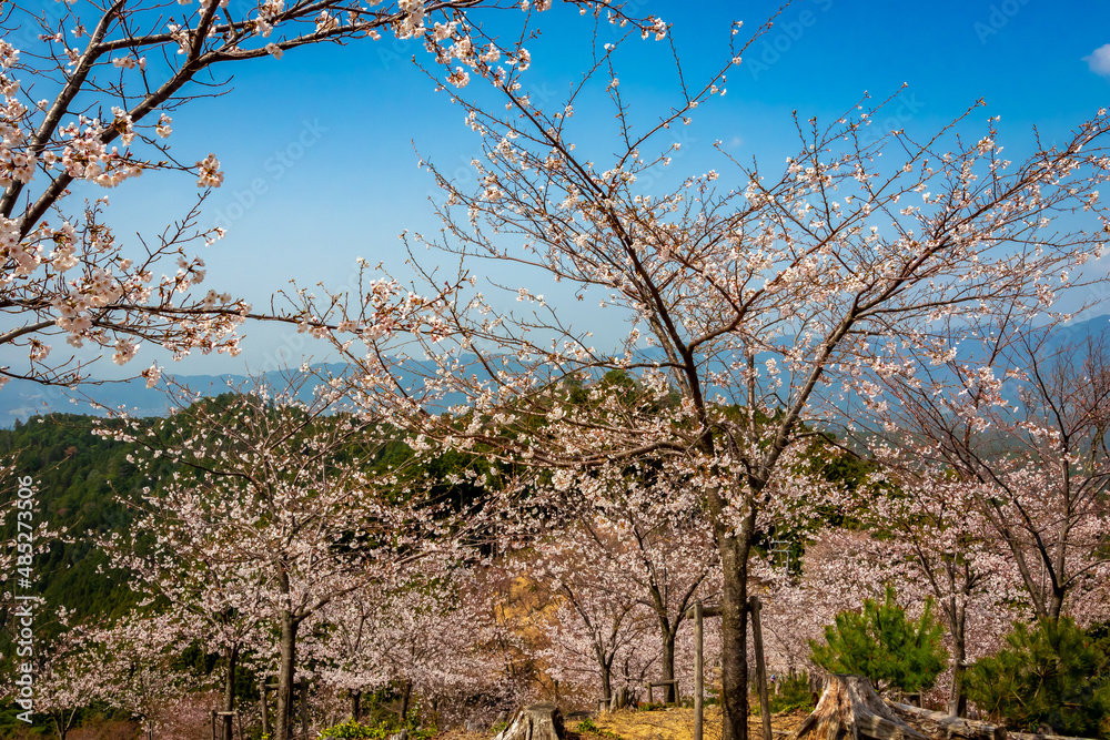春の奈良県・吉野山で見た、桜の花と快晴の青空