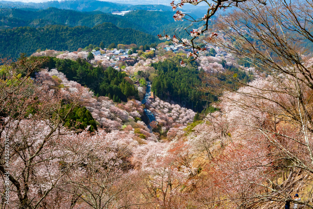 春の奈良県・吉野山で見た、上千本周辺の桜と緑の木々