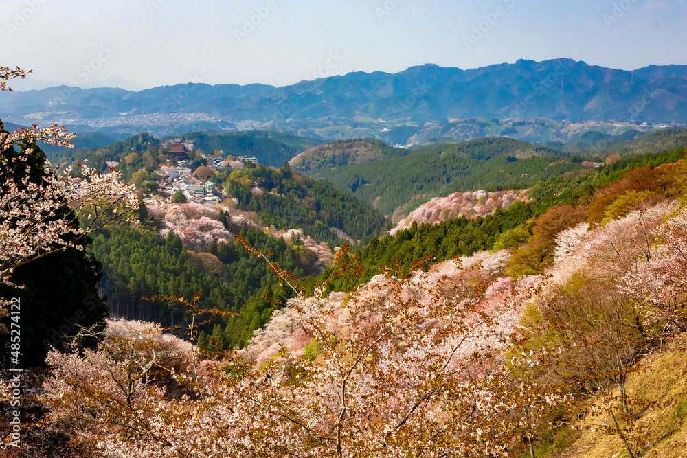 春の奈良県・吉野山で見た、満開の桜と霞む青空