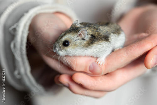 Girl is holding hamster in her hands. Child's hands with a hamster close up