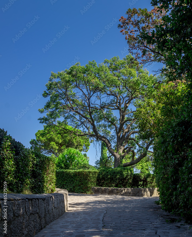 Vivid image of green branching tree and blue sky