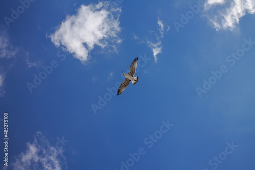 Flying seagull against sky