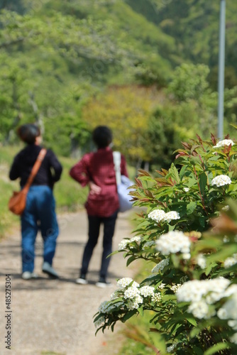 日本の春の風景 満開のコデマリが咲く郊外の道を歩く二人の女性