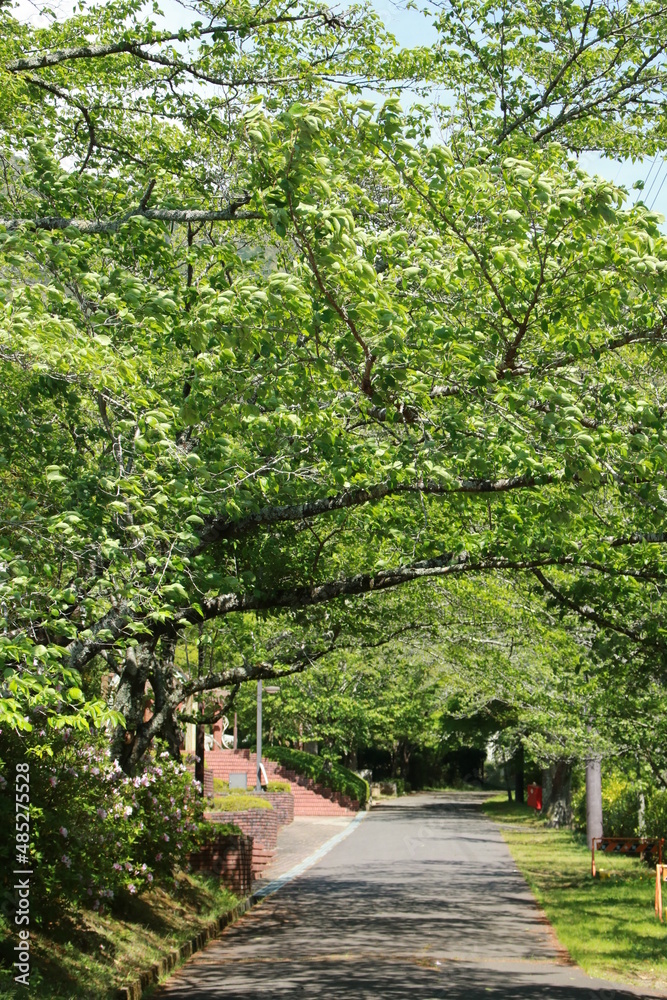 日本一低い谷中中央分水界がある水分れ公園の新緑の小径（兵庫県丹波市氷上町石生)