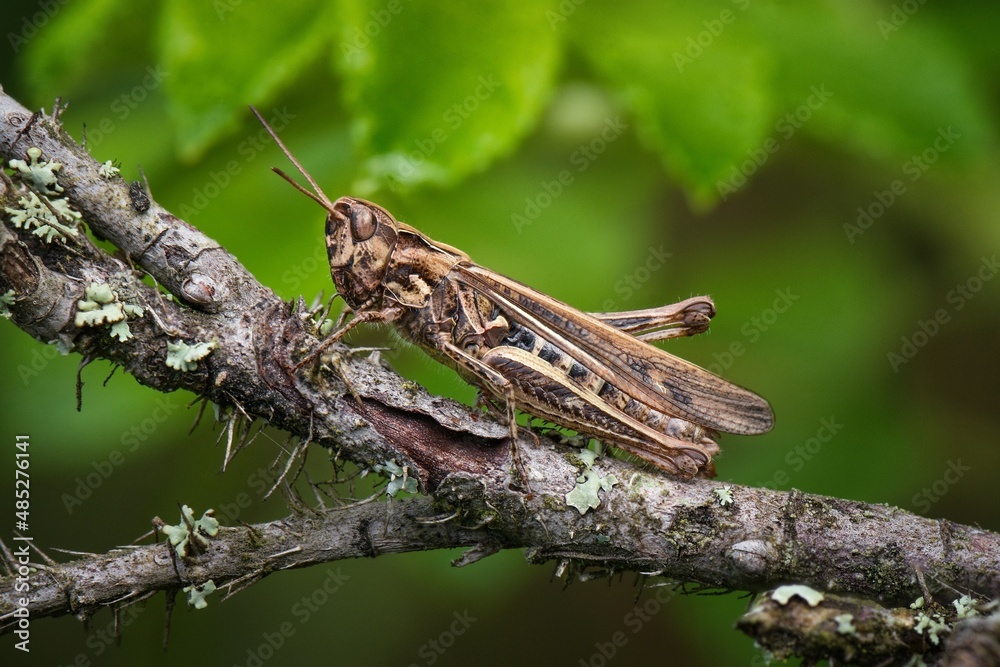 grasshopper on the grass grasshopper on the grass