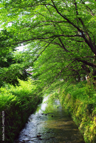 Fototapeta Naklejka Na Ścianę i Meble -  神奈川の自然