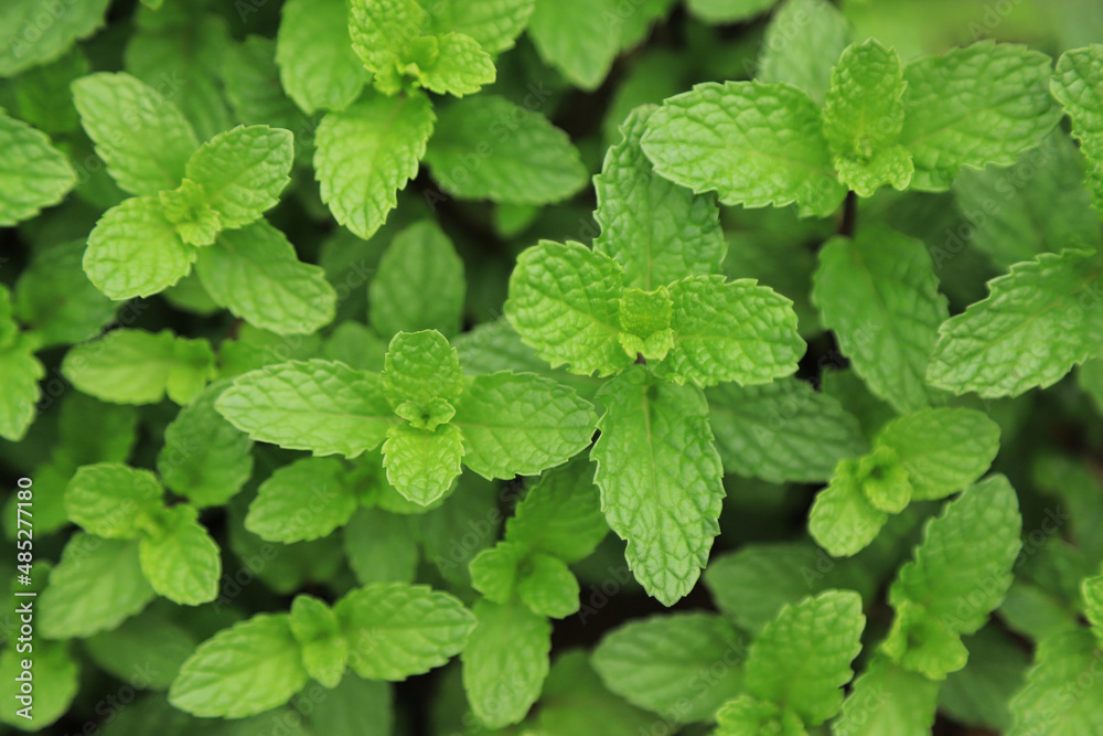 peppermint in herbal garden of farm for using as a ingredient cooking. selective focus. peppermint in herbal garden of farm for using as a ingredient cooking. selective focus.