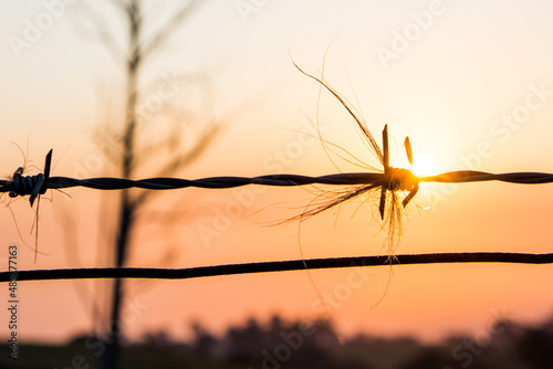 silhouette of a fence