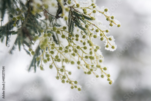 snow covered wattle branches