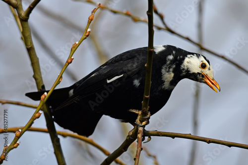 leuzistische Amsel // Leucistic Eurasian Blackbird (Turdus merula) photo