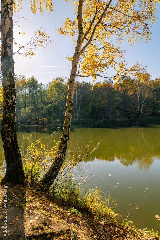 Fototapeta premium Autumn in the park. Wonderful autumn landscape with beautiful yellow and orange colored trees and reflections in a pond. Muchowiec, Katowice, Silesia, Poland