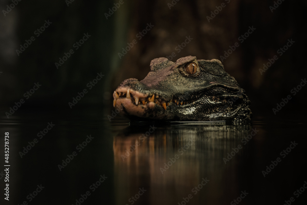 crocodile in the water - obrazy, fototapety, plakaty 