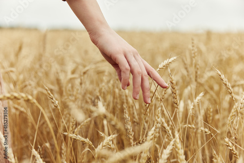 touching golden wheat field Wheat field autumn season concept