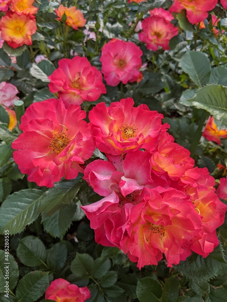 Roses in the garden.