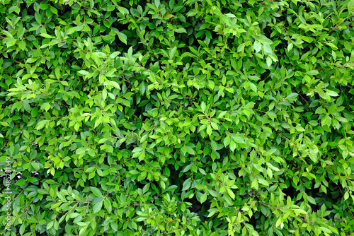 Green leaves wall background. Decorative leaf texture.