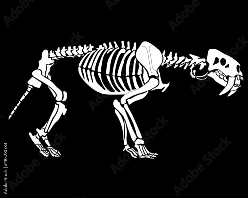 Graphic skeleton of a smilodon on a black  background. vector illustration.