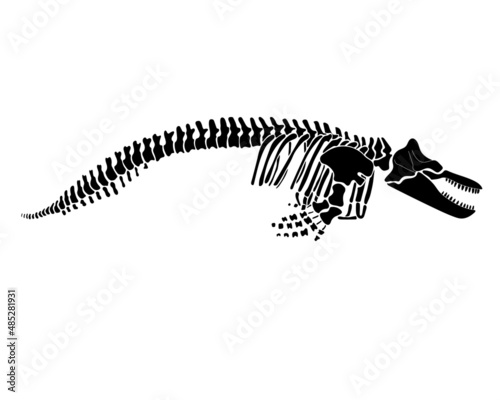 Graphic skeleton of a killer whale on a white background. Vector illustration. photo