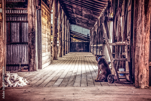 dog in old abandoned house