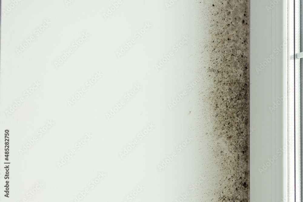 a lot of mold on the white window and slopes