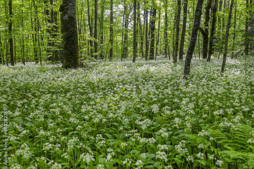 Obraz premium Caucasian mountains, mountain forest. Meadow of flowering wild garlic (Allium ursinum).