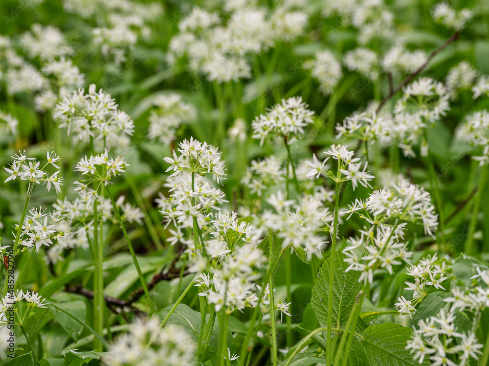 Caucasian mountains, mountain forest. Meadow of flowering wild garlic (Allium ursinum).