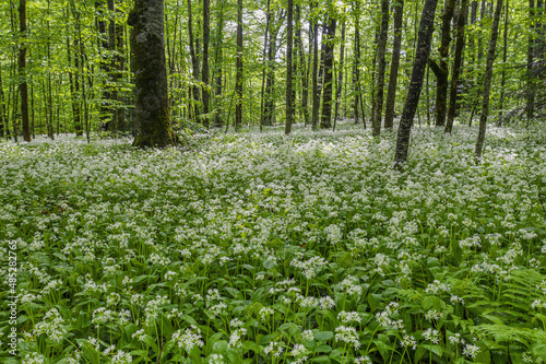 Caucasian mountains, mountain forest. Meadow of flowering wild garlic (Allium ursinum).