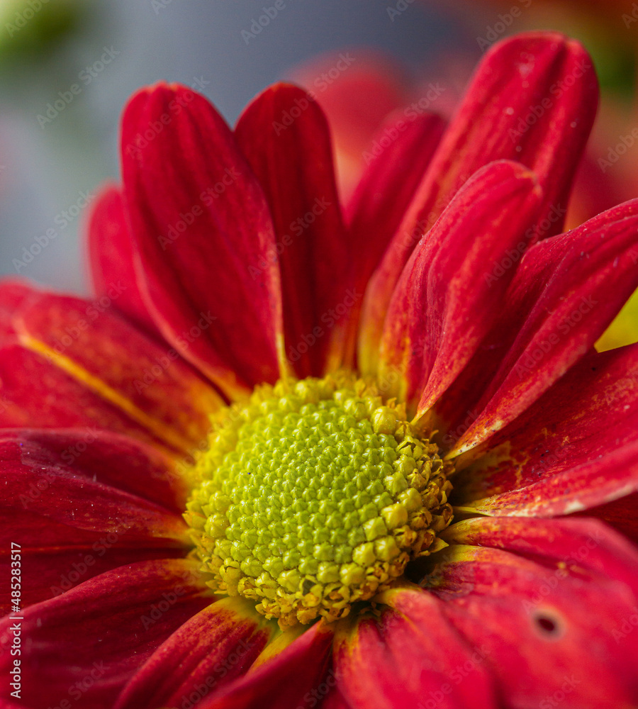 Background of red orange chrysanthemum. closeup in bright sunlight. Autumn flowers in the garden. Soft focus, the warm rays of the sun, full frame. Natural autumn background for mother's day. Macro Background of red orange chrysanthemum. closeup in bright sunlight. Autumn flowers in the garden. Soft focus, the warm rays of the sun, full frame. Natural autumn background for mother's day. Macro