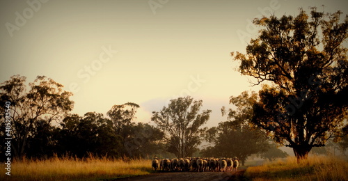 flock of sheep on the road