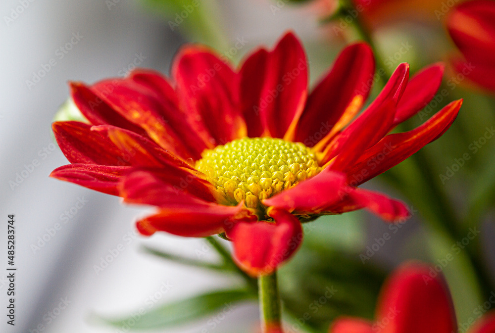 Background of red orange  chrysanthemum. closeup in bright sunlight. Autumn flowers in the garden. Soft focus, the warm rays of the sun, full frame. Natural autumn background for mother's day. Macro