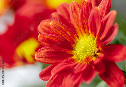 Background of red orange  chrysanthemum. closeup in bright sunlight. Autumn flowers in the garden. Soft focus, the warm rays of the sun, full frame. Natural autumn background for mother's day. Macro