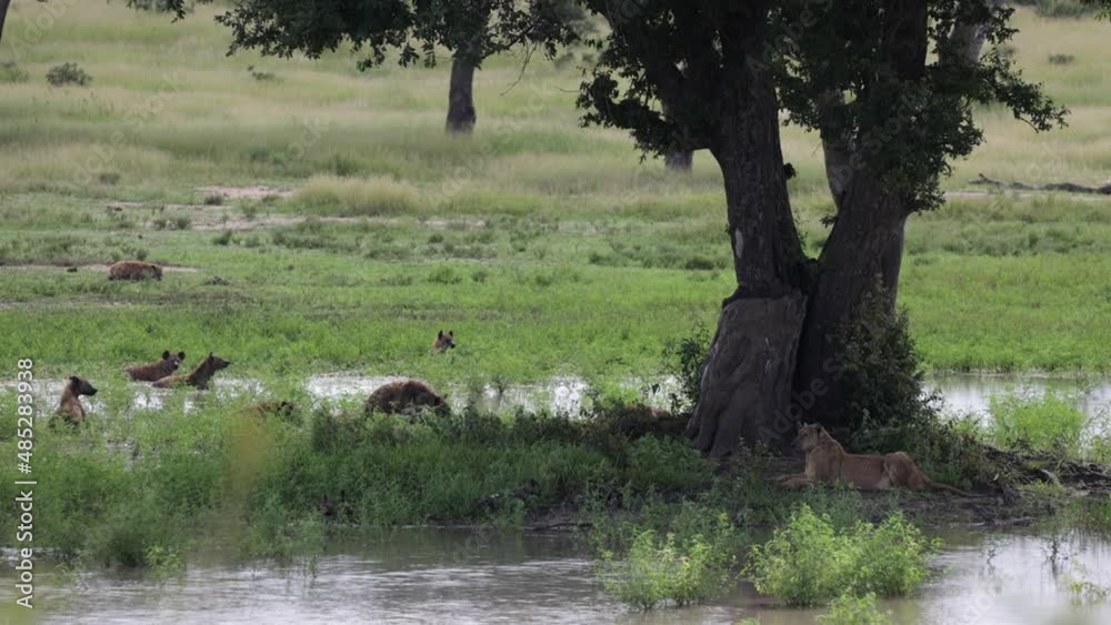 Spotted hyena clan surrounding two lions with sound Spotted hyena clan surrounding two lions with sound