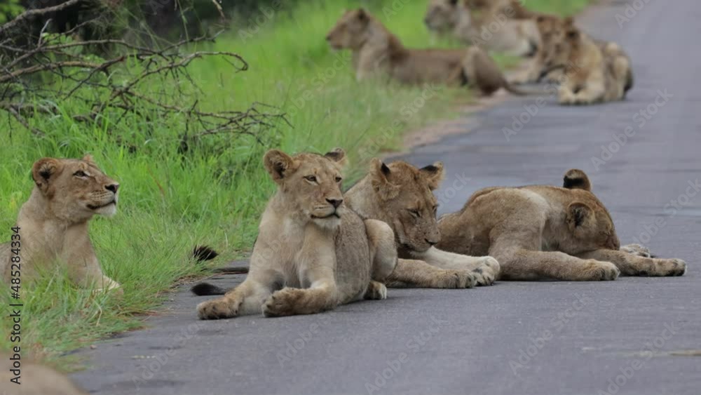 Lion pride relaxing in the road Lion pride relaxing in the road