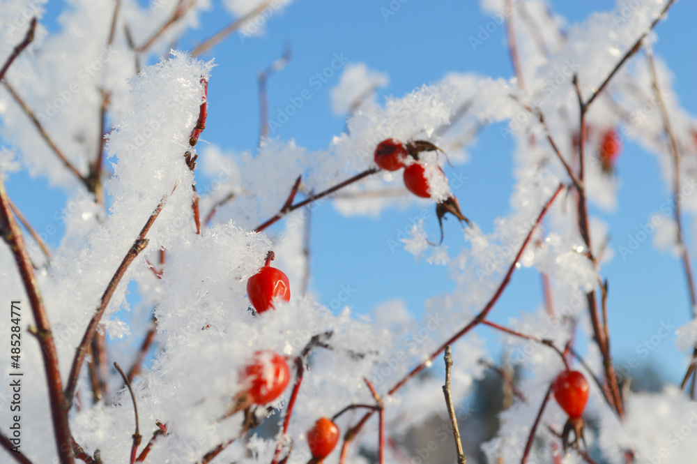 Rose Hip Branches and Berries Covered with Snow Rose Hip Branches and Berries Covered with Snow