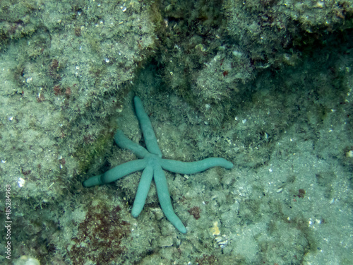 six armed blue linckia starfish