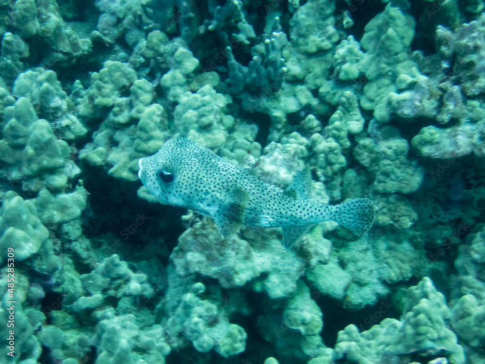 pufferfish pufferfish
