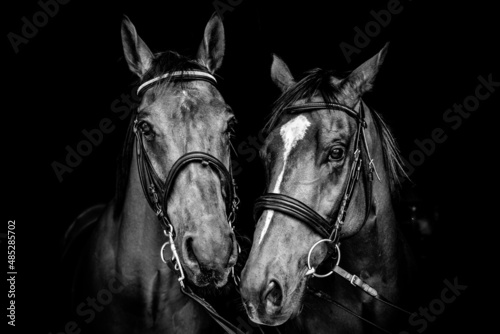portrait of a horses © CJO Photography