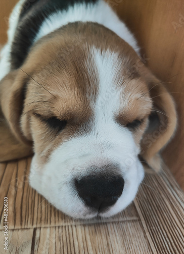 little beagle puppy is sleeping, pet is resting at home