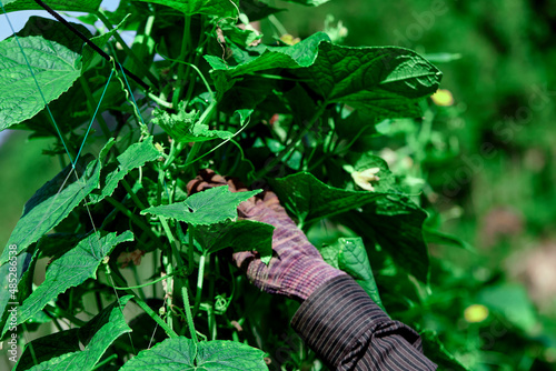 The cucumber vine in the organic farm photo