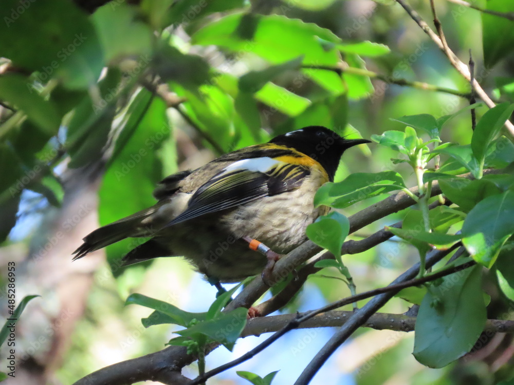 Fototapeta premium Male Stitchbird, NZ