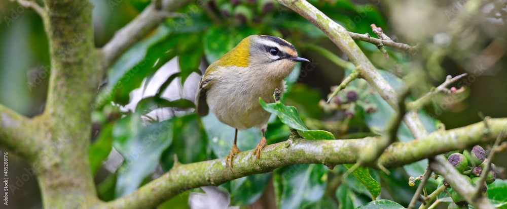 Firecrest // Sommergoldhähnchen (Regulus ignicapilla) Firecrest // Sommergoldhähnchen (Regulus ignicapilla)
