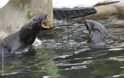 Fight of northern fur seals (Callorhinus ursinus)