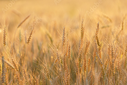 Ripening ears of rye in a field. Field of rye in a summer day. Crops field