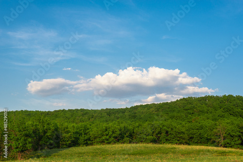 Green field and beautiful forest. Concept: Summer landscape of nature.