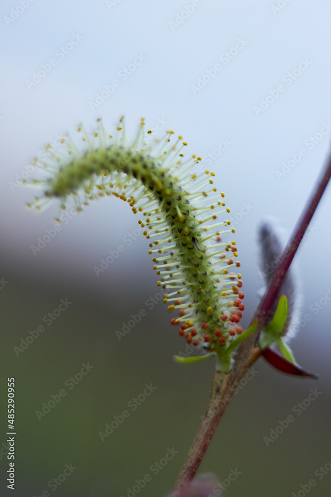 Fototapeta premium Beautiful branches of willow flowers. Blooming willow on a natural blurred background. Spring, youth, growth concept.