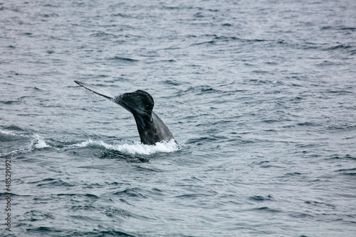 A California Grey Whale looking at the Fluke Rising  Out of the Water as it Prepares for a Deep Dive