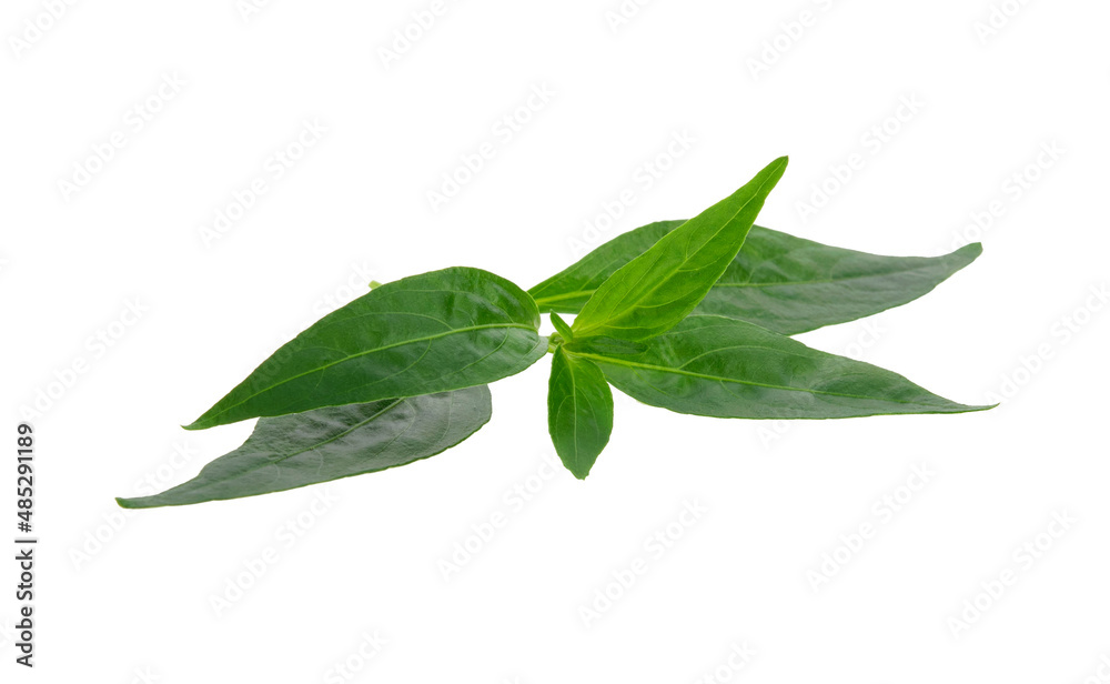 Andrographis paniculata leaf isolated on white background. Andrographis paniculata leaf isolated on white background.